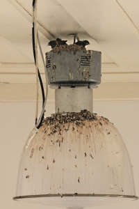 Young swallows in nest on top of light fitting