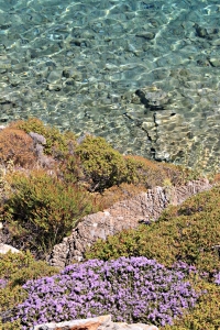 Single cushions of thyme  on the slope down to the sea