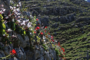 Crown of cyclamen and poppies lights up the top of the Drakos Fortifications
