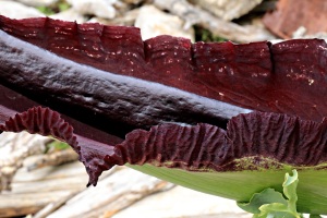 Detail of Dragon Arum, this spathe was over 70cms long