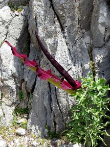 At the base of the cliff and close to the pond, one large Dragon Arum